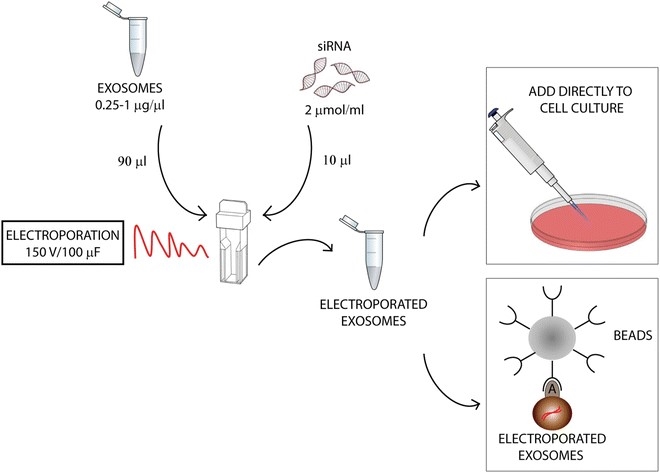 Electroporation of exosomes.